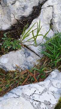 Image of dwarf rockcress