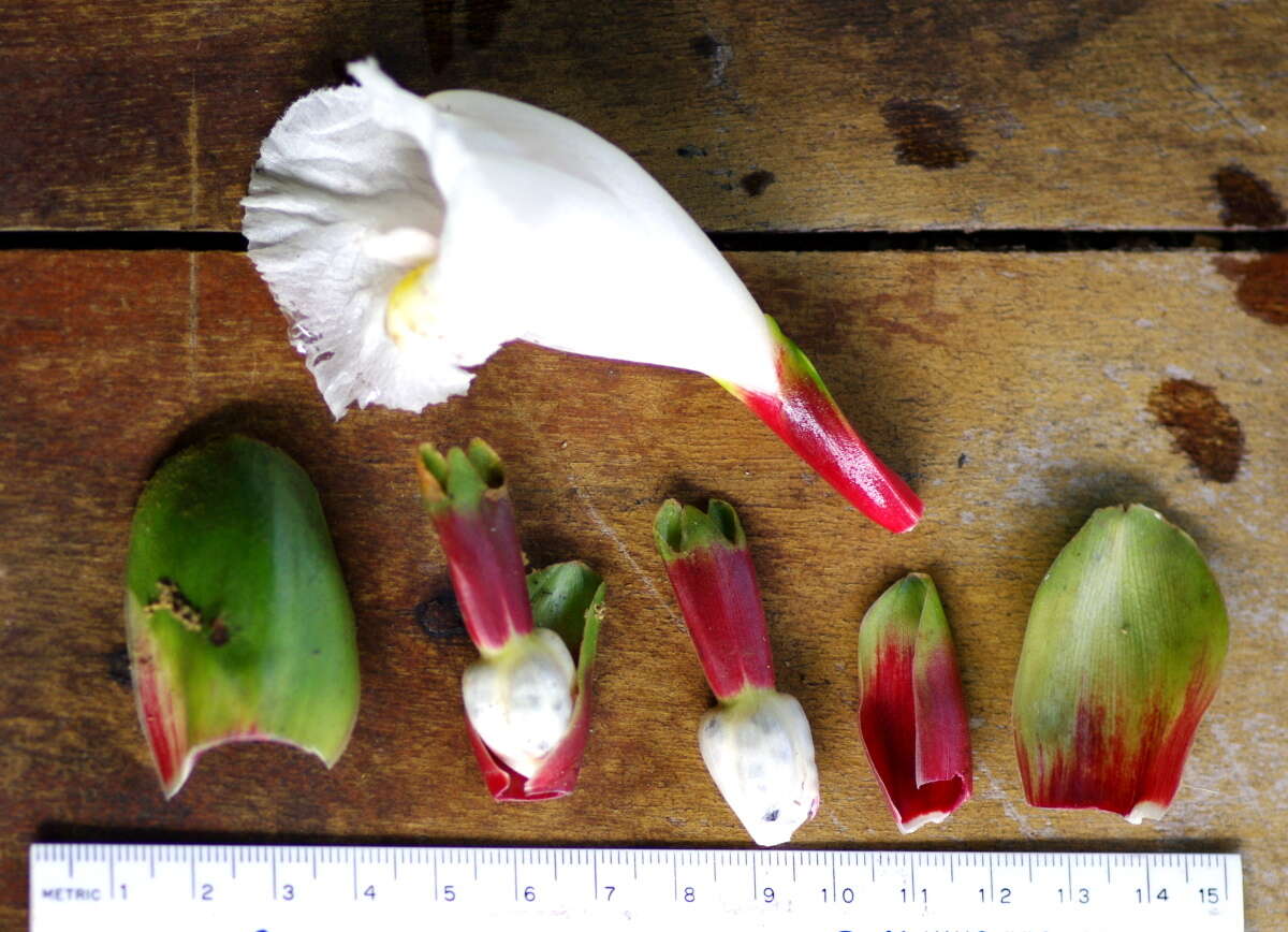 Image of Costus arabicus L.