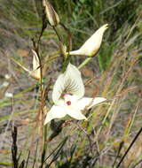 Image de Disa schlechteriana Bolus