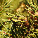 Image of Pineus (Pineus) similis (Gillette 1907)