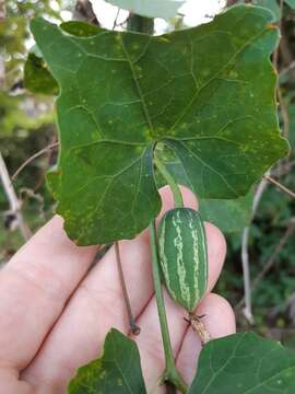 Image of ivy gourd