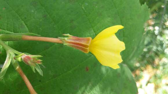 Слика од Oenothera parviflora L.