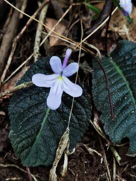 Sivun Streptocarpus prolixus C. B. Clarke kuva