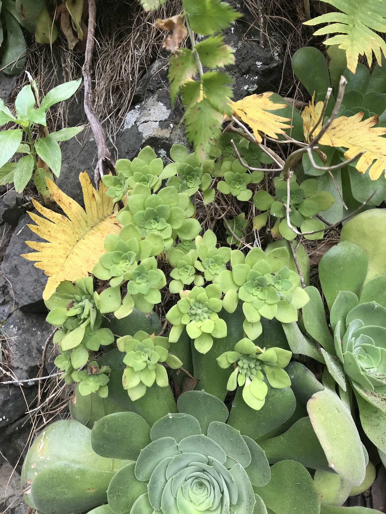 Image of Aeonium goochiae Webb. & Berth.