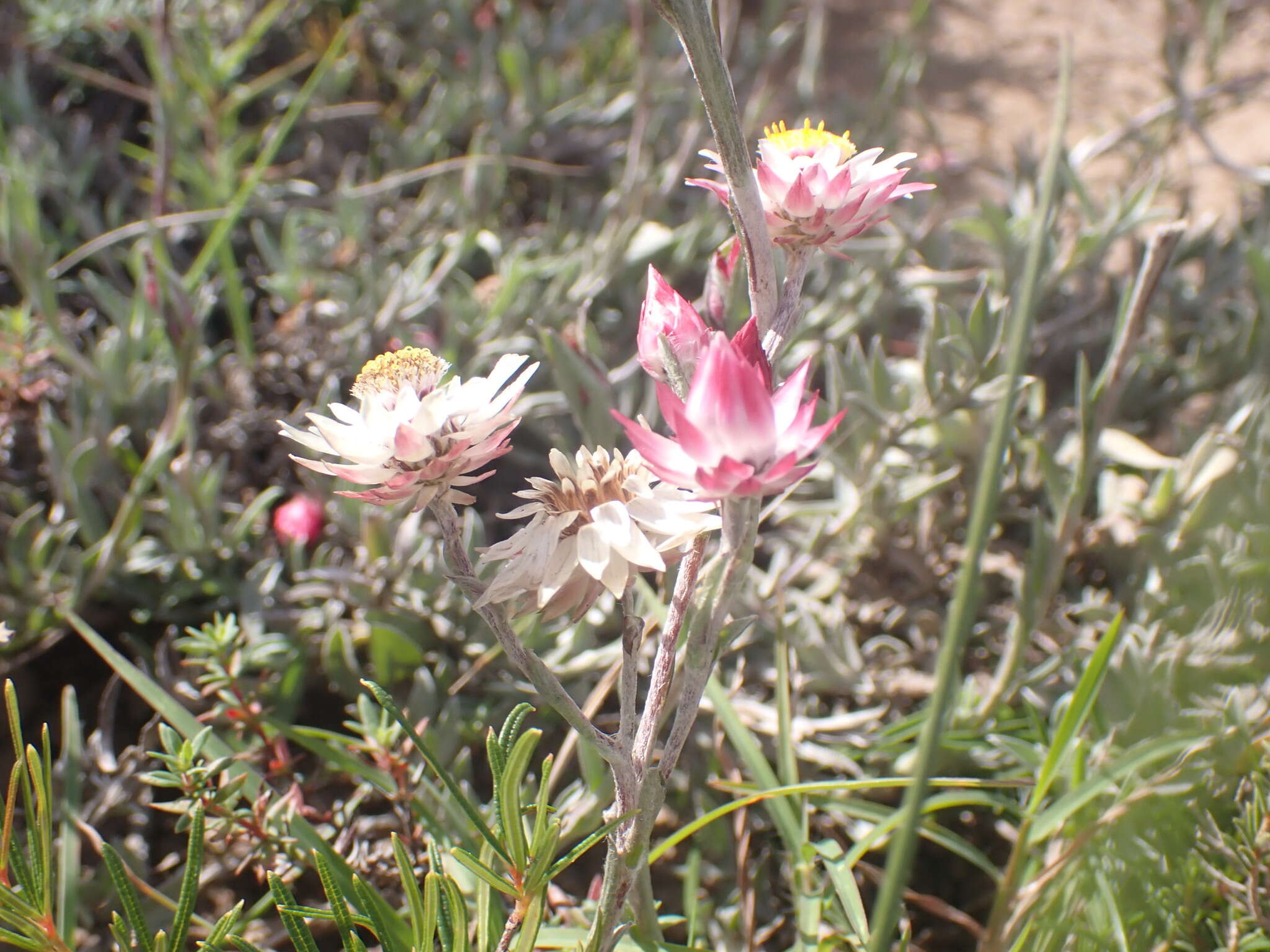 Image of Achyranthemum affine (Less.) N. G. Bergh