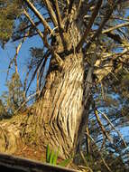 Image of Santa Cruz Cypress