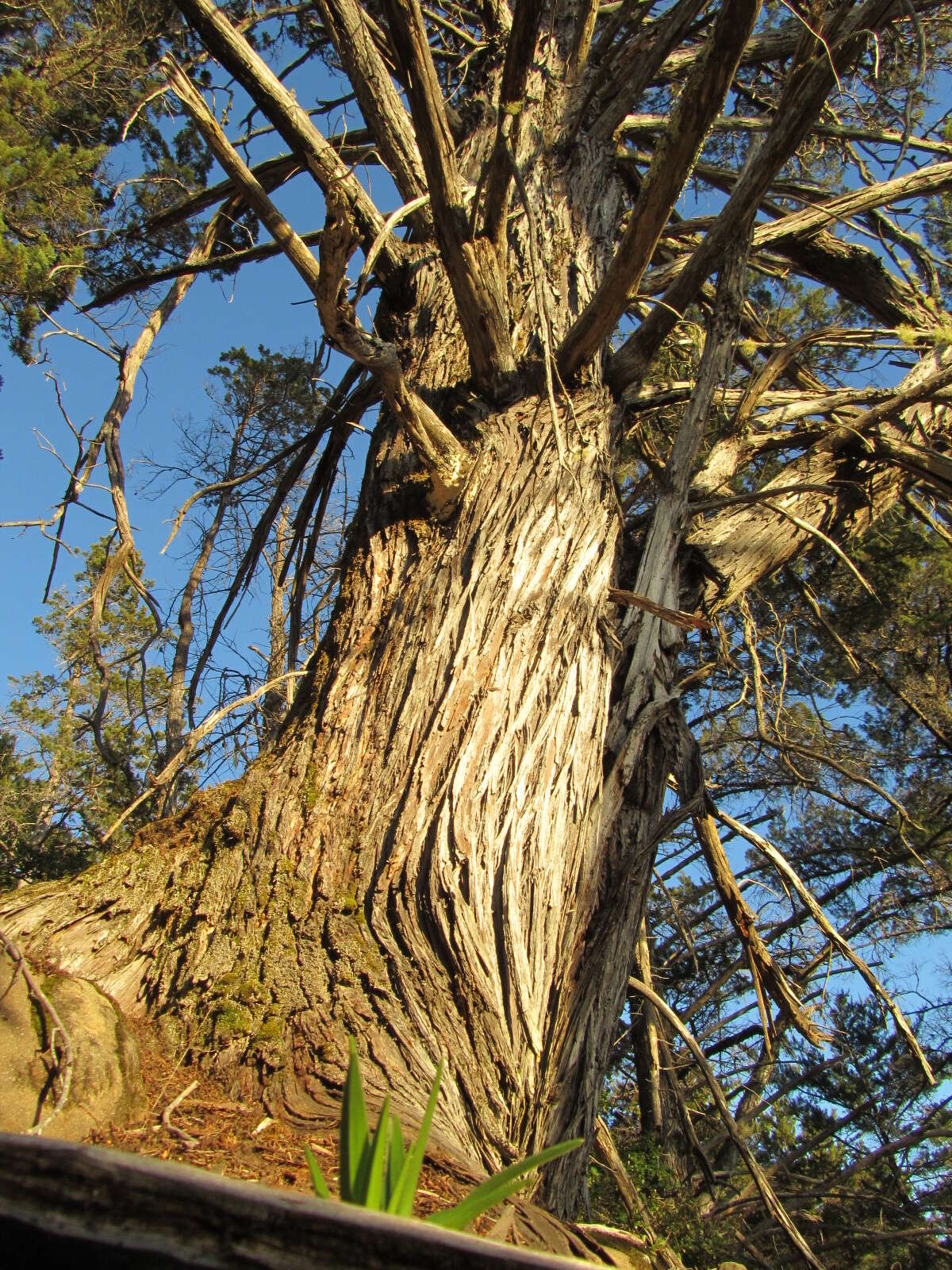 صورة Cupressus goveniana var. abramsiana (C. B. Wolf) Little