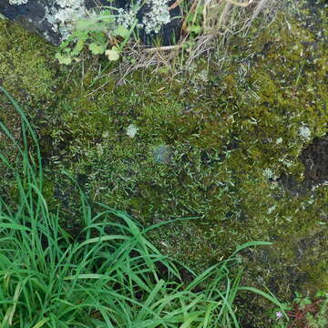 Image of Asterella australis (Hook. fil. & Taylor) Verd.