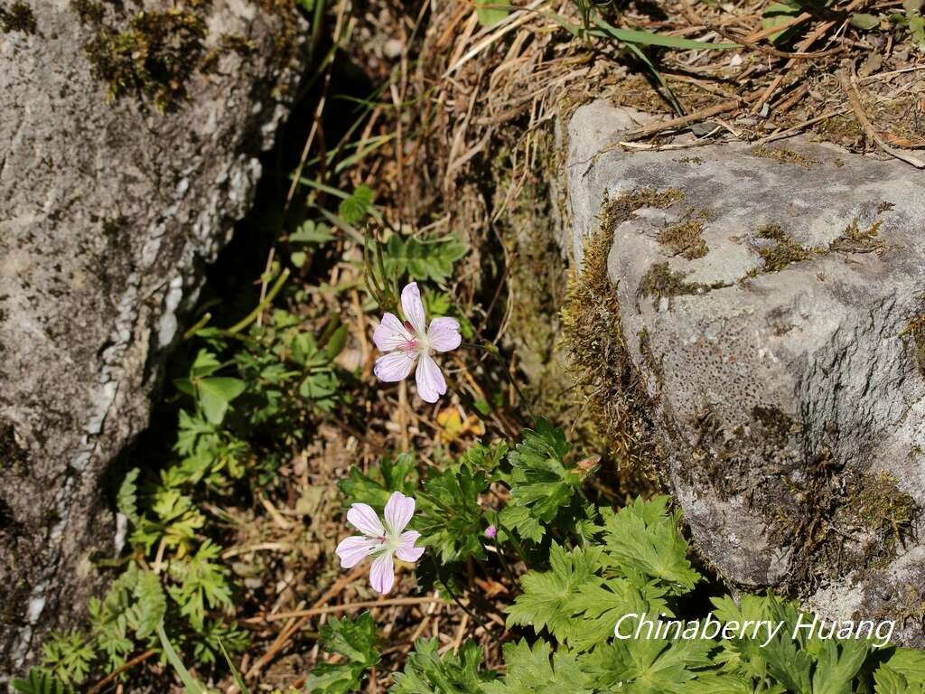 Image of Geranium hayatanum Ohwi