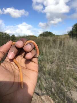 Image of Cuvier's Legless Skink