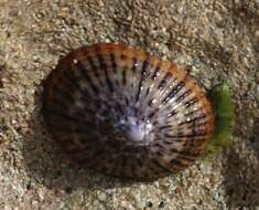 Image of black limpet