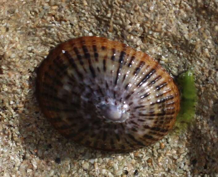 Image of black limpet