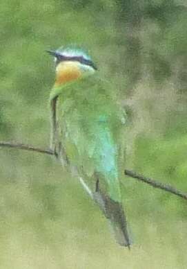 Image of Blue-cheeked Bee-eater