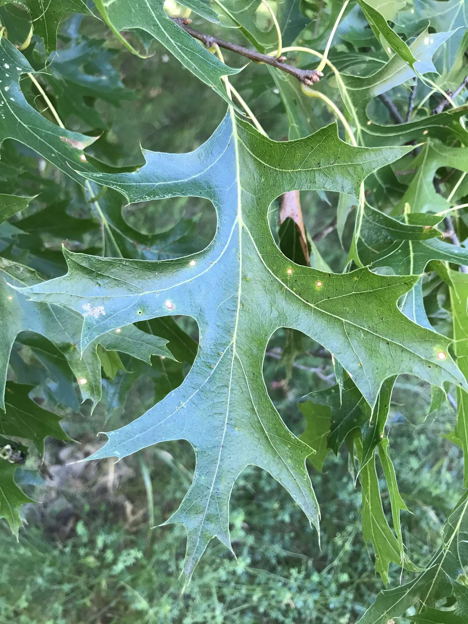 Слика од Quercus ellipsoidalis E. J. Hill