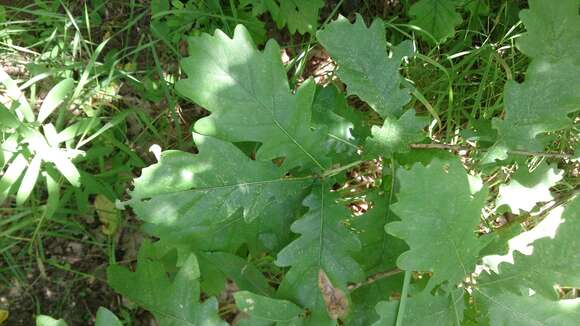 Image of English oak