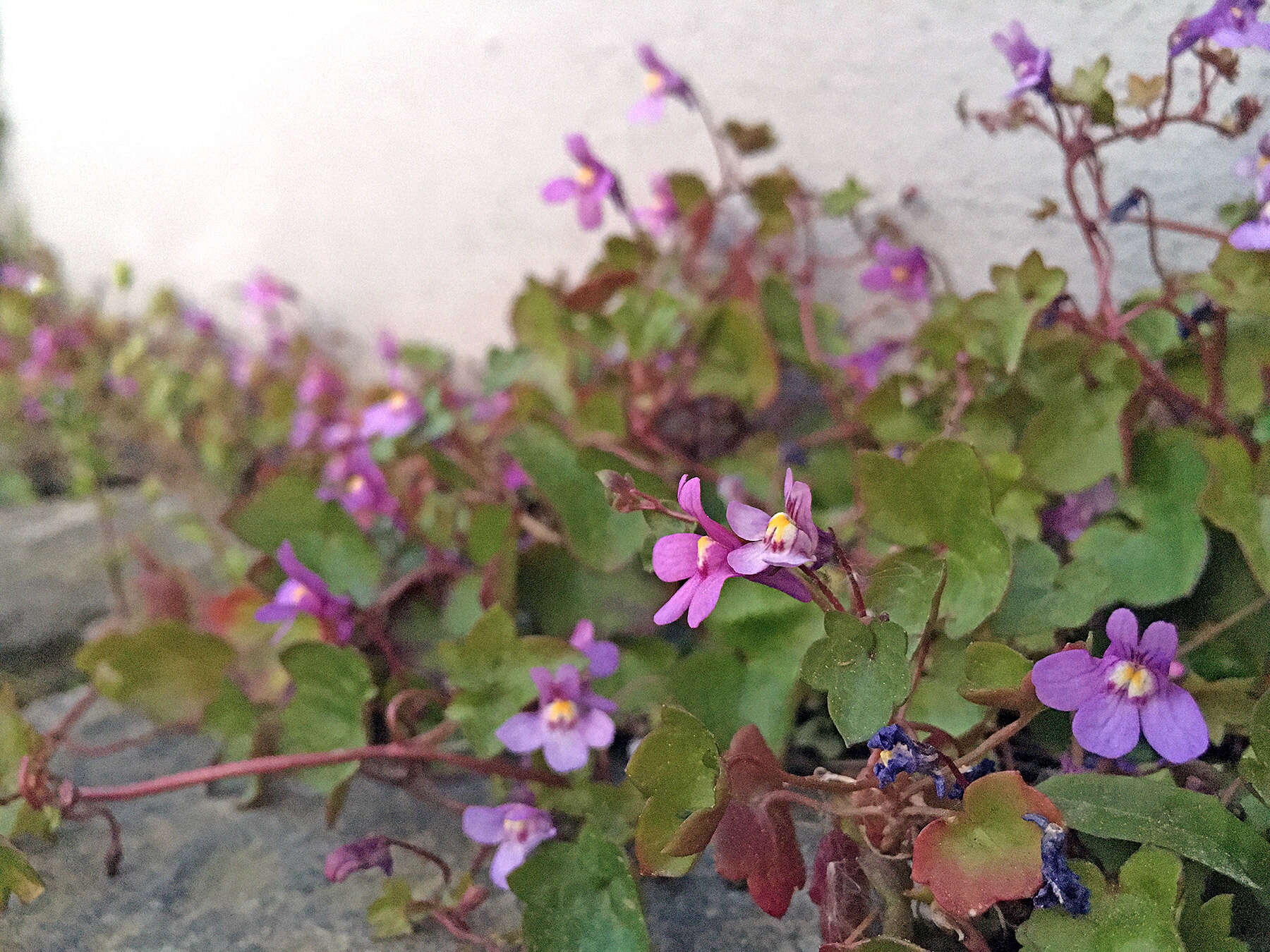 Image of Cymbalaria muralis subsp. muralis