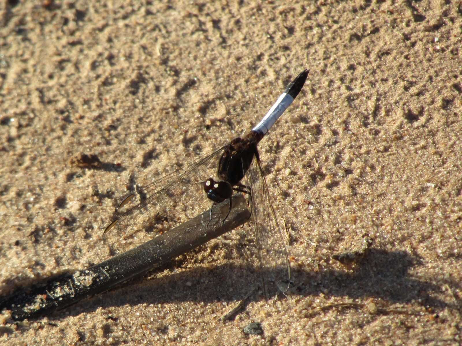 Слика од Erythrodiplax unimaculata (De Geer 1773)