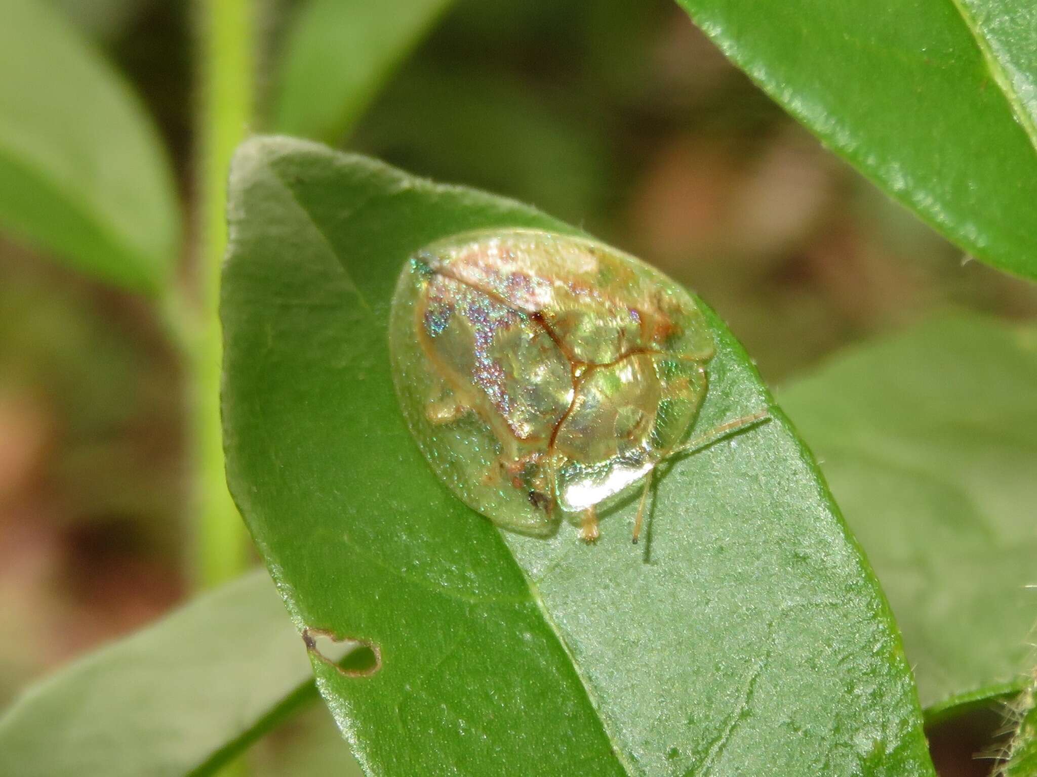 صورة Coptocycla (Psalidonota) contemta (Boheman 1855)