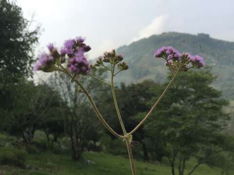 Fleischmannia porphyranthema (A. Gray) R. King & H. Rob. resmi