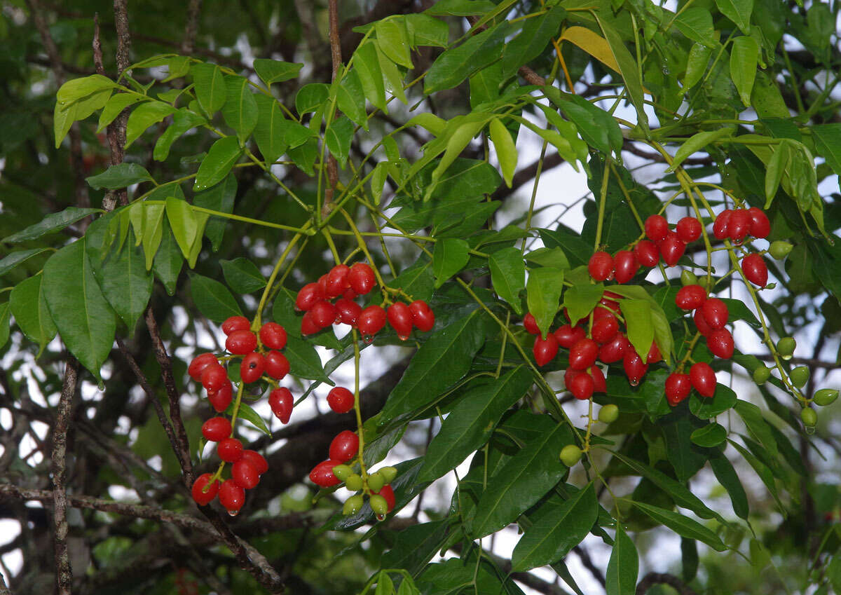 Image of Ganophyllum falcatum Bl.