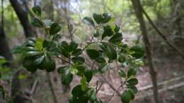 Erythroxylum coffeifolium Baill.的圖片