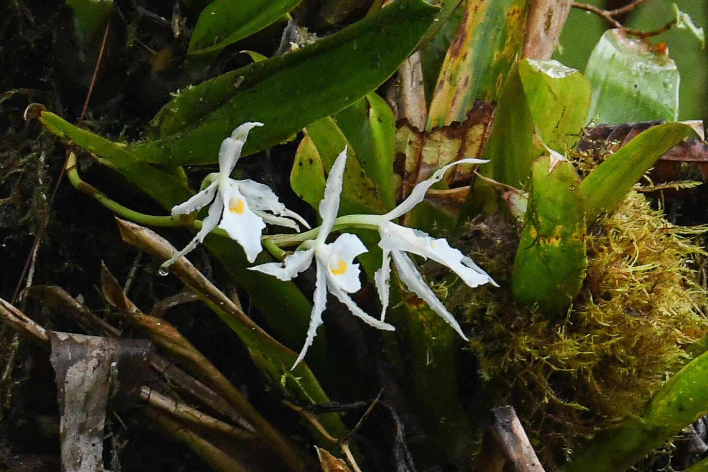 Trichopilia fragrans (Lindl.) Rchb. fil.的圖片