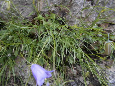 Imagem de Campanula carnica Schiede ex Mert. & W. D. J. Koch