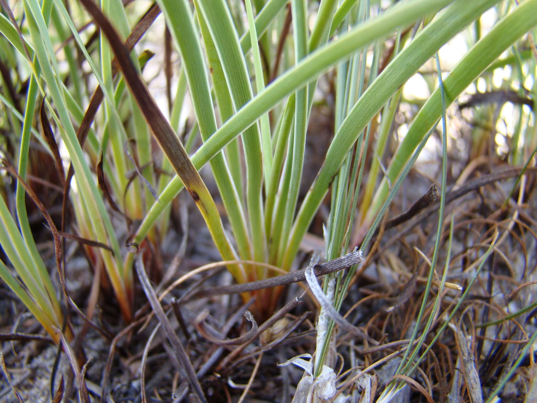 Image of Aristea africana (L.) Hoffmanns.