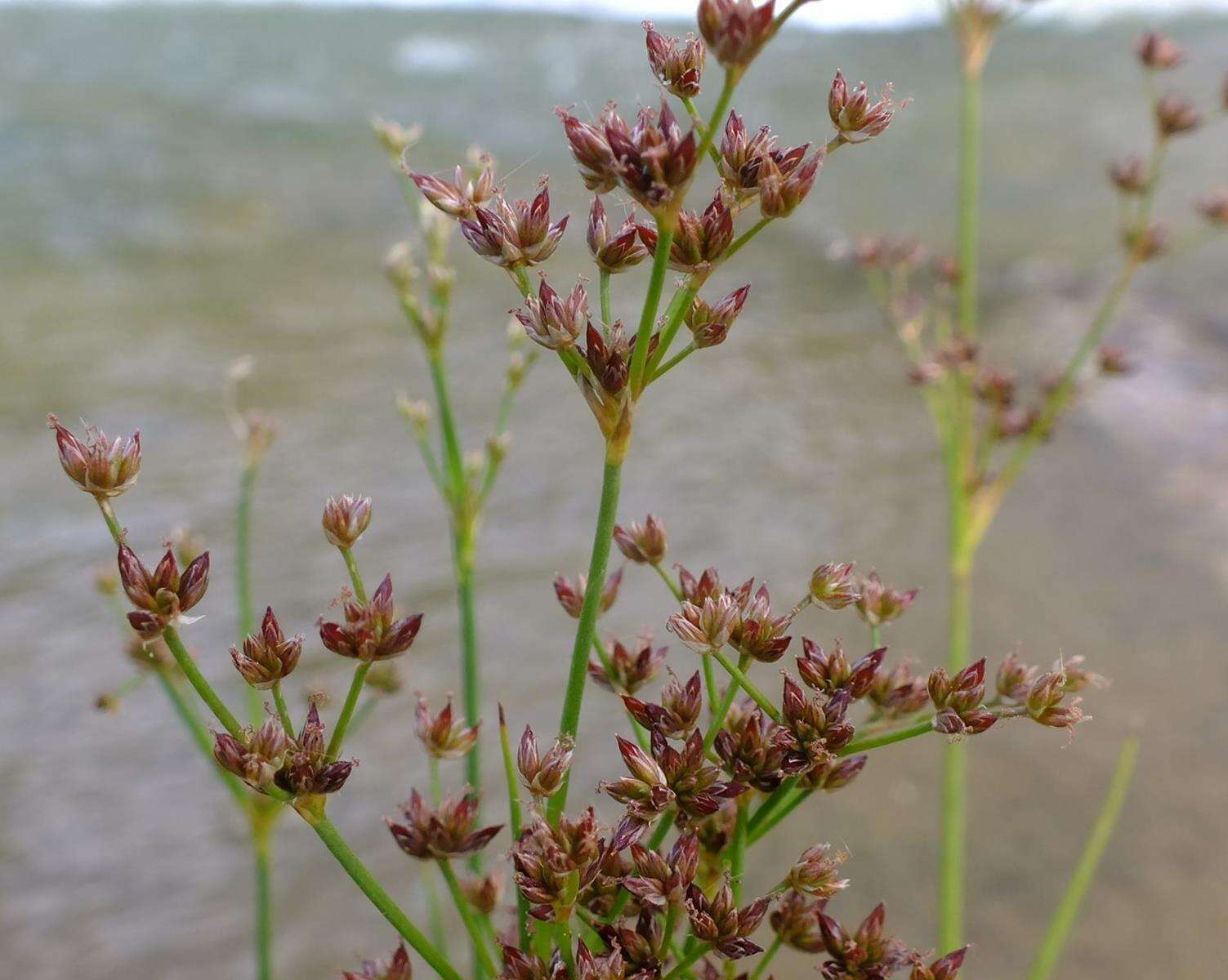 Image of Juncus exsertus Buch.