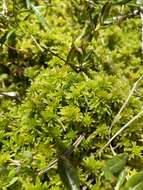 Image of Pacific sphagnum