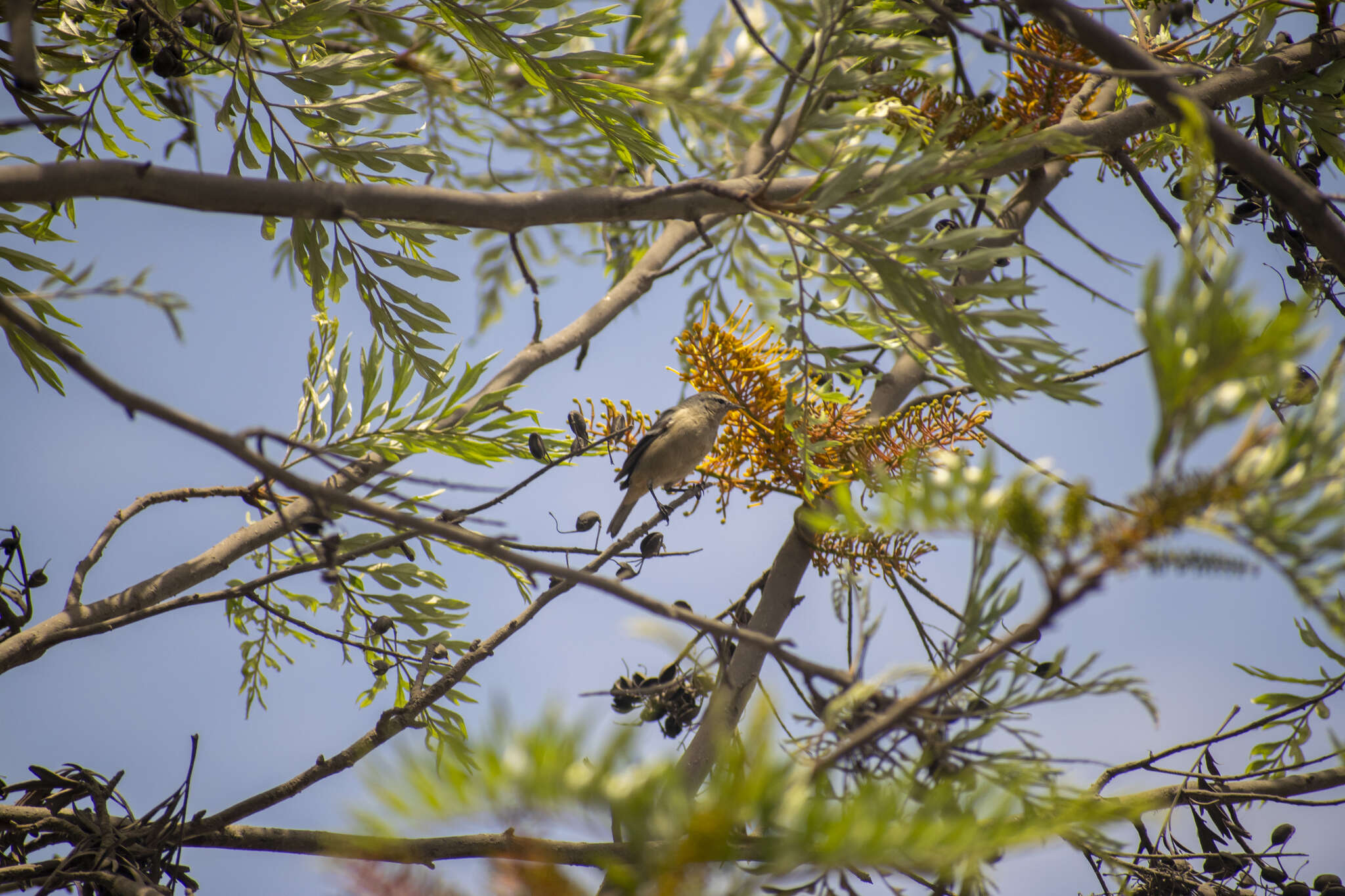 Image of Cinereous Conebill