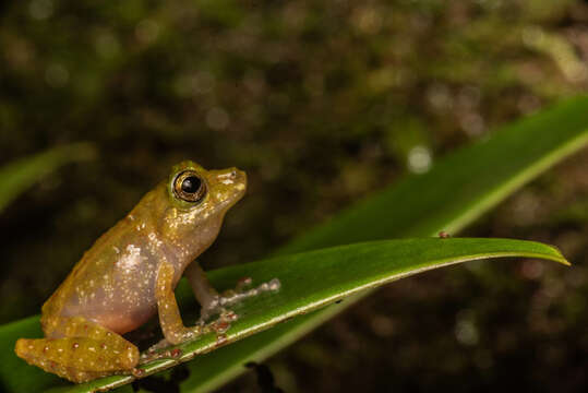 Image of Gunung Mulu Bubble-nest Frog