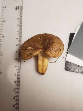 Image of Russula pulverulenta Peck 1902