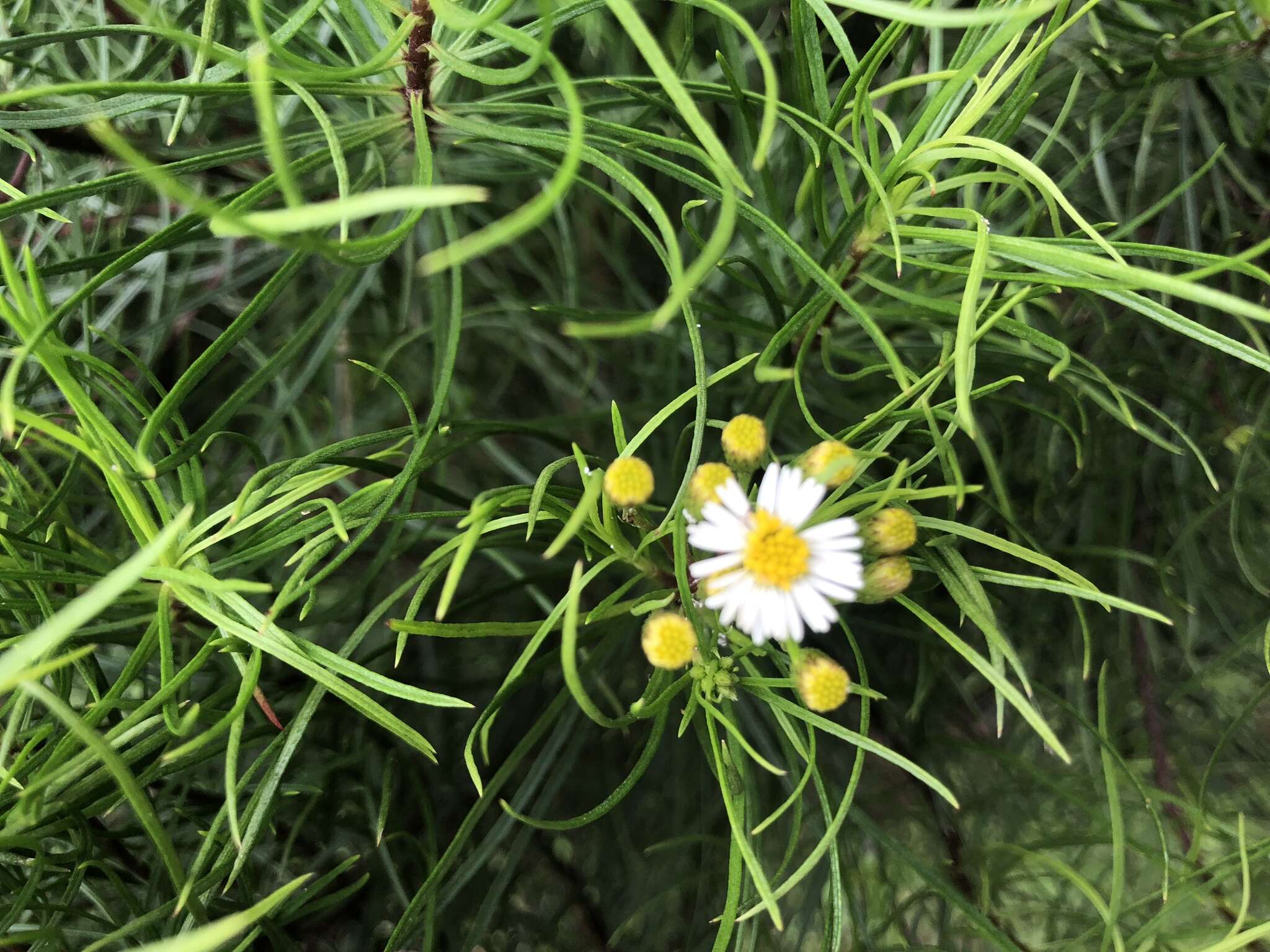 Image of Thin-leafed Darwin's Shrub