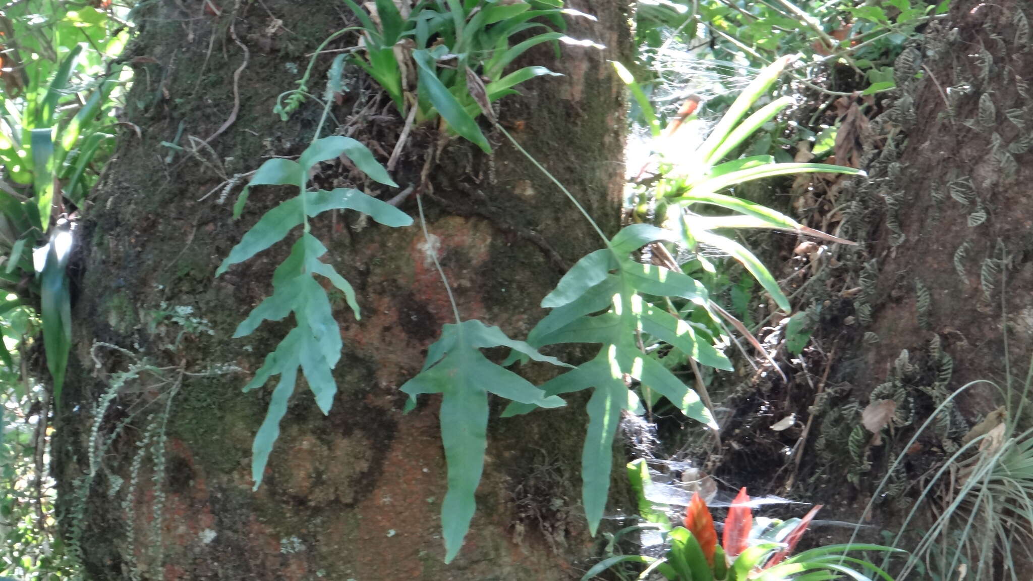 Image of false golden polypody