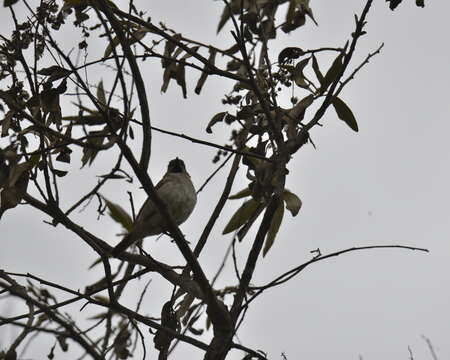 Image of Kenya Rufous-Sparrow