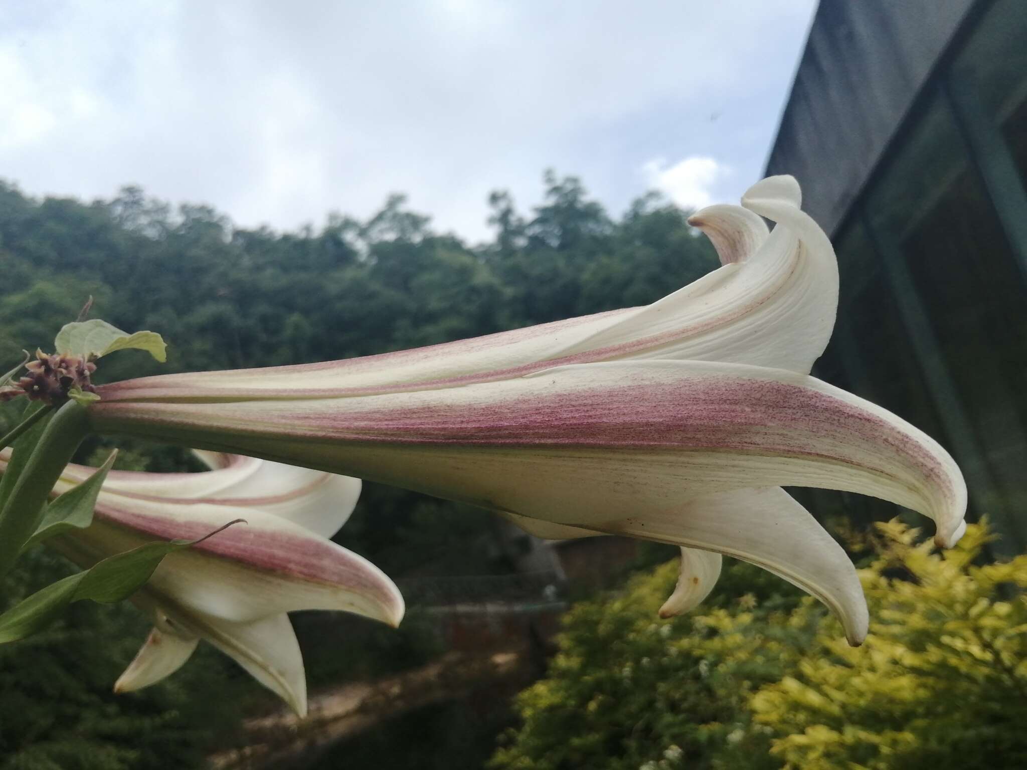 Image of Chinese Lily