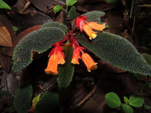 Слика од Begonia lehmannii (Irmsch.) L. B. Sm. & B. G. Schub.