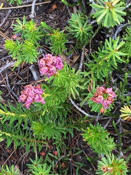 Image of purple mountainheath