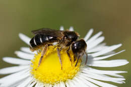 Halictus maculatus Smith 1848的圖片