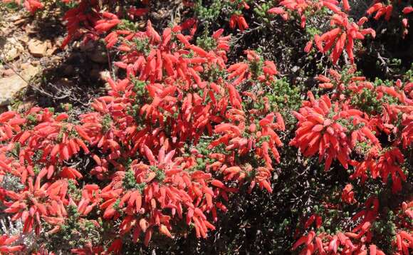 Image of Erica tumida var. tumida