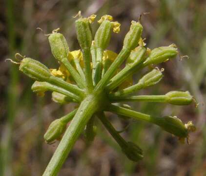 Слика од Lomatium tamanitchii Darrach & Thie