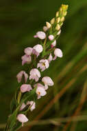 Image de Brachycorythis buchananii (Schltr.) Rolfe