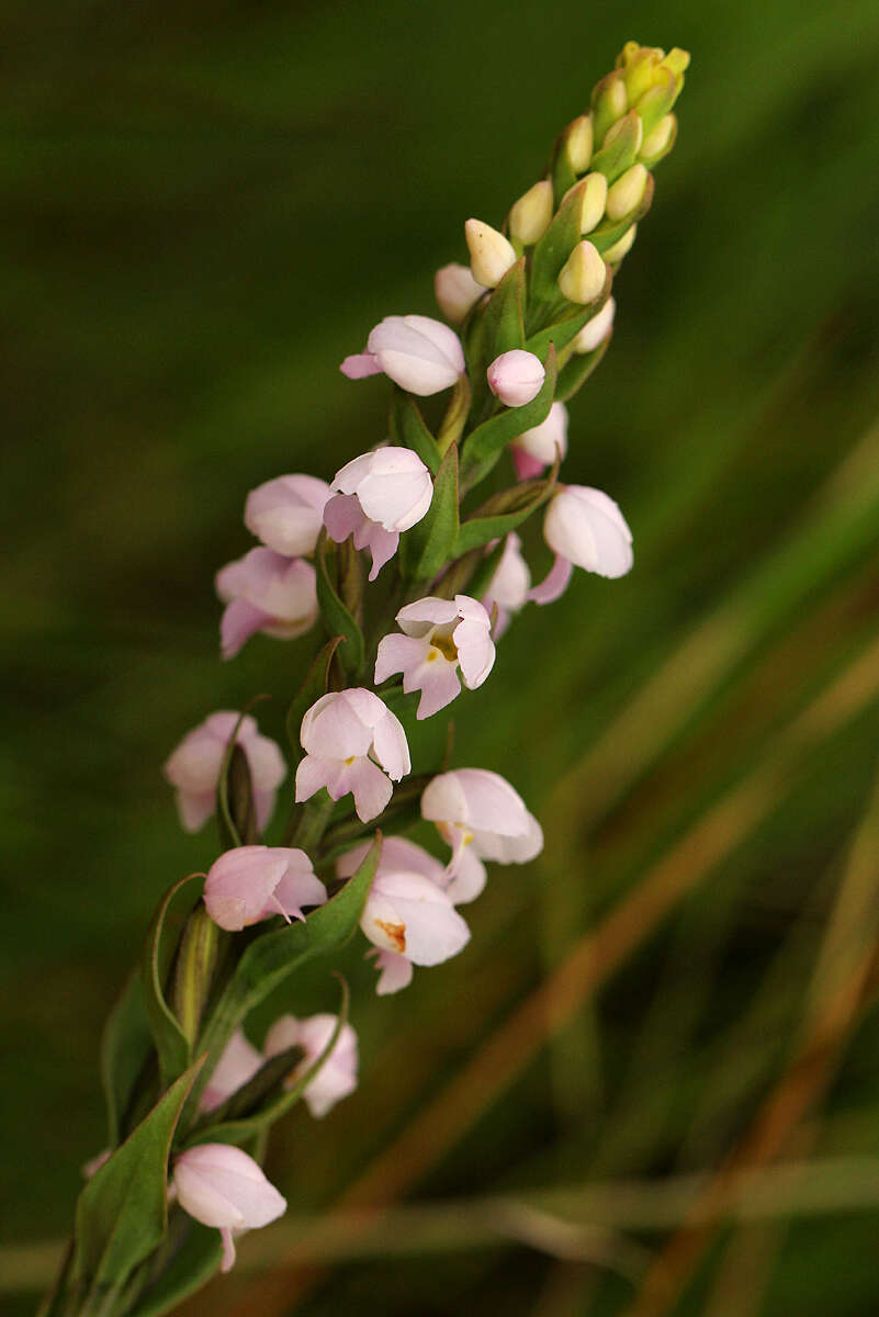 Image of Brachycorythis buchananii (Schltr.) Rolfe