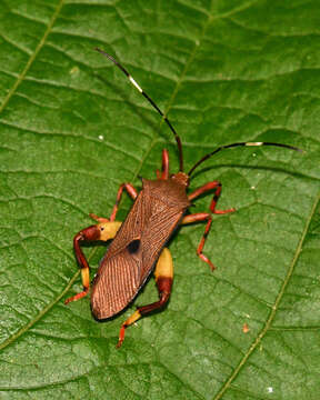 Image of Melucha aculeata Montandon 1895