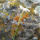 صورة Dianthus fragrans Bieb.