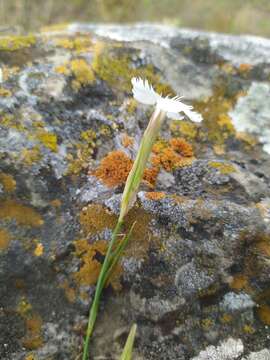 صورة Dianthus fragrans Bieb.