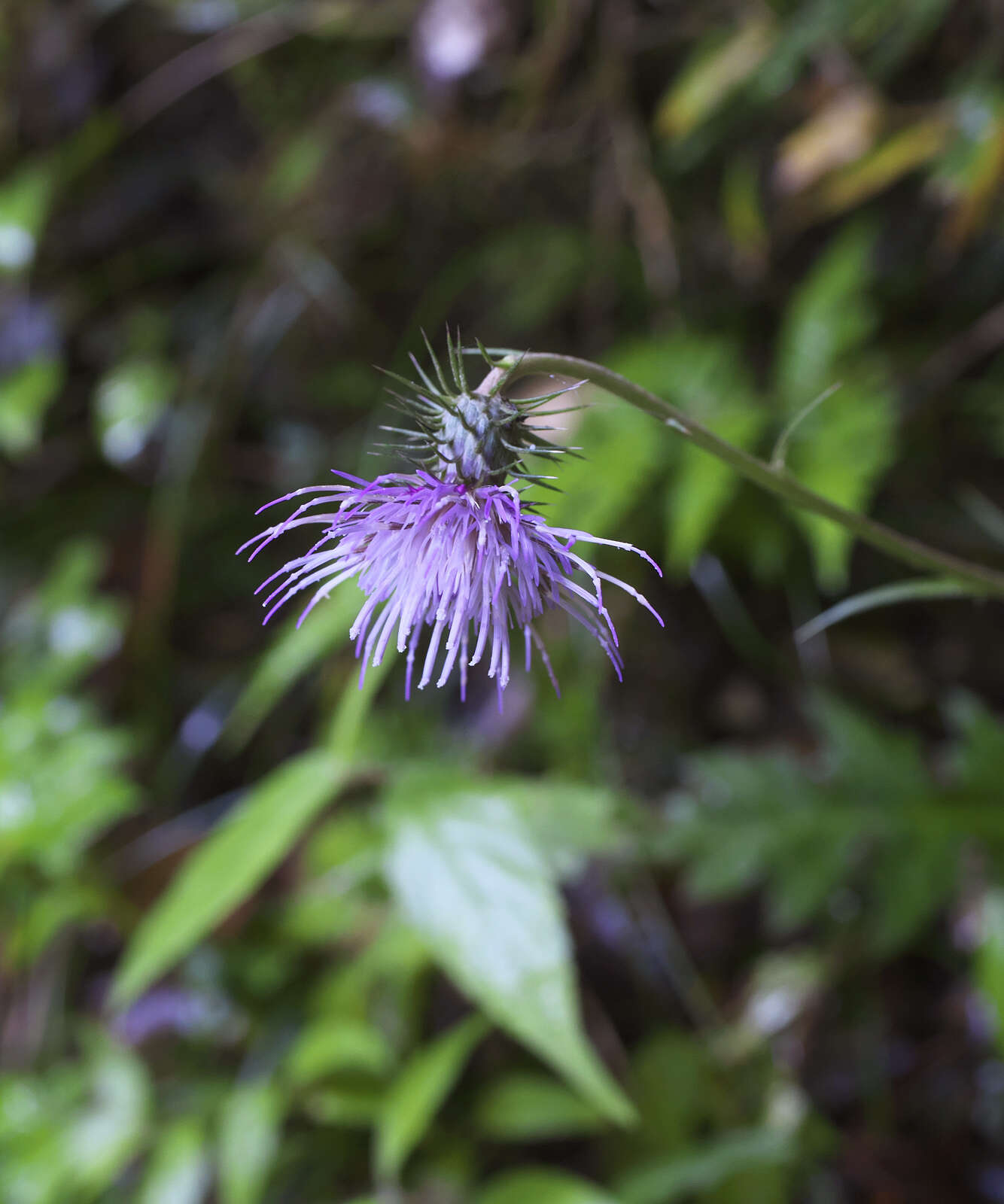 Plancia ëd Cirsium tashiroi Kitam.