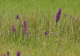 Image of Dactylorhiza majalis subsp. majalis