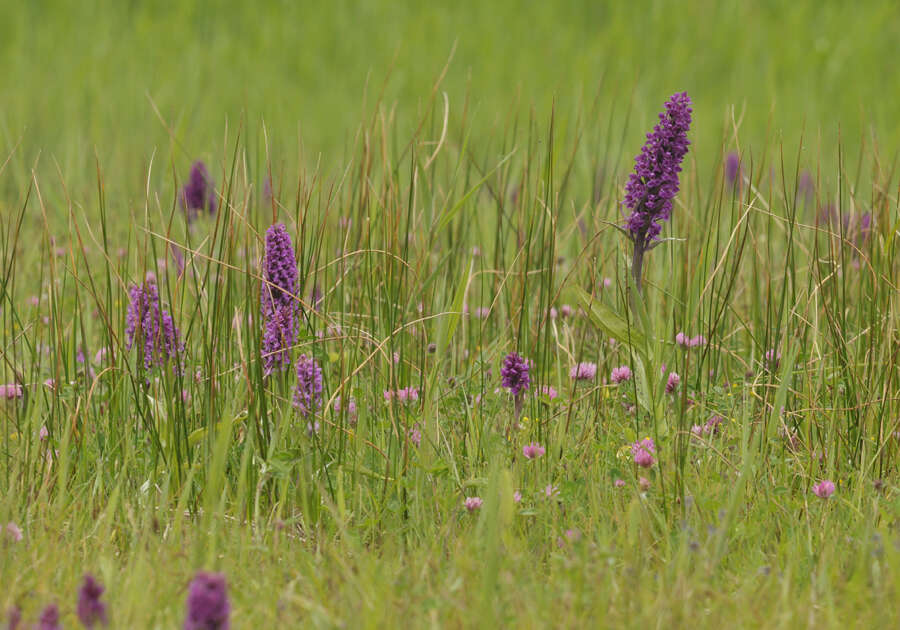 Image of Dactylorhiza majalis subsp. majalis